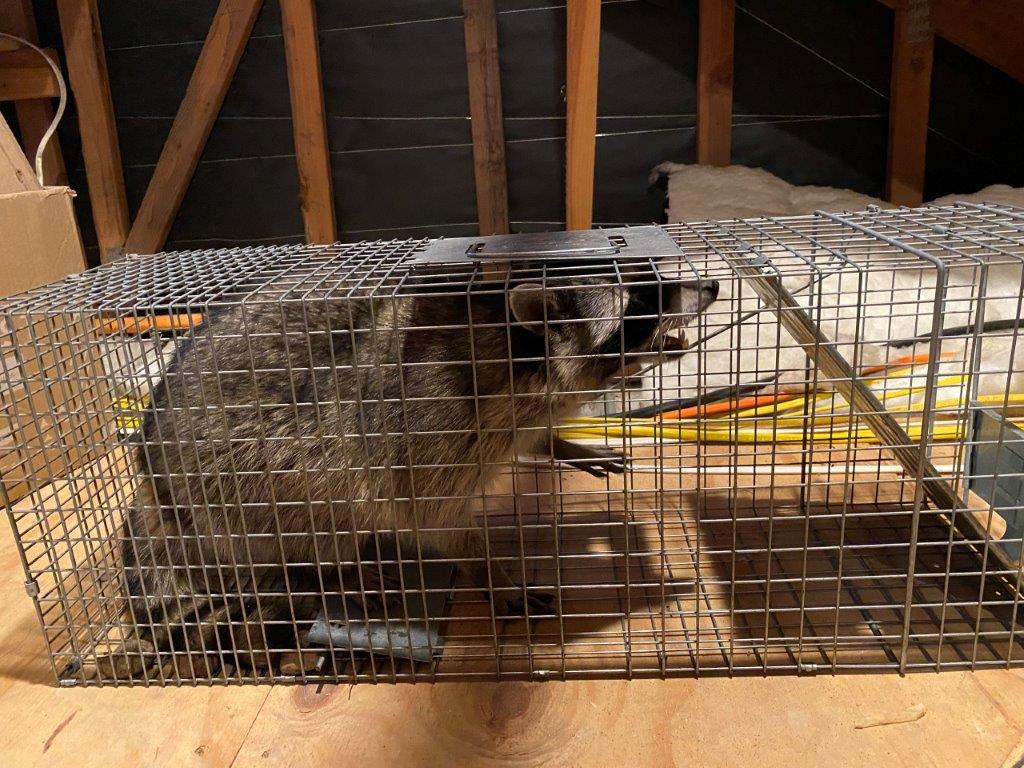 Sacramento raccoon trapping